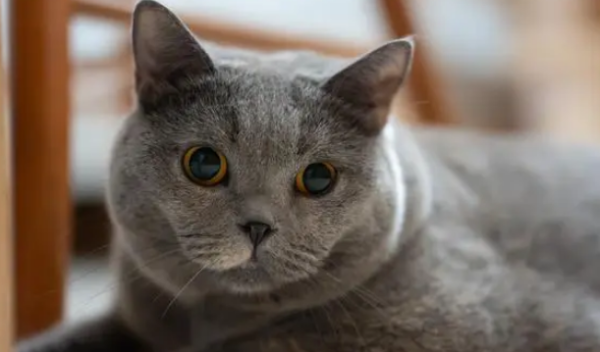 What breeds are there in cats? How many types do you know?