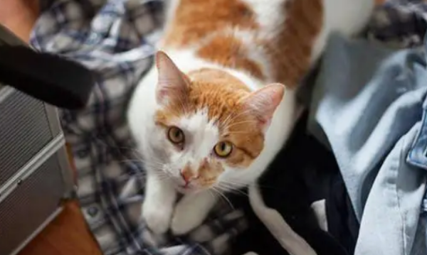 This article tells you why novices prefer male cats?