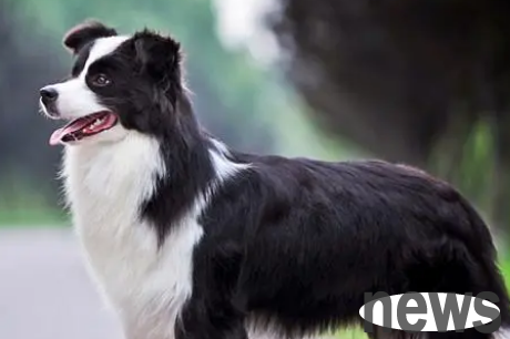 A must-have guide for newbies to raise dogs: a comprehensive inventory of seven popular dog breeds!