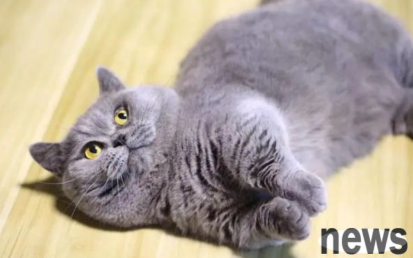 These breeds of cats are suitable for beginners, so pay more attention when choosing