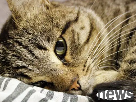 8 Signs of Cats Starting to 