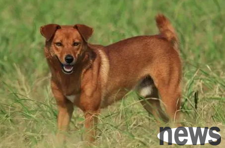 The era of the whole people s local dog is coming soon? You have to be alert to these two dogs