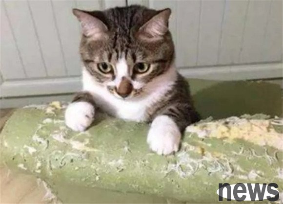 7 major worries after raising a cat. Come and see how many of them have you experienced?