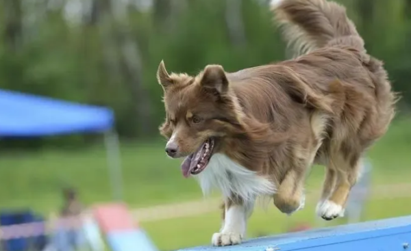 [Purchase of dogs] Which dog is expensive? It depends on whether there are any of the following characteristics
