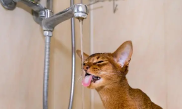 Cats don t like to drink water, so the harm is so great