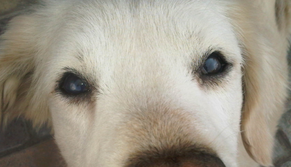 Why do dogs  eyes become turbid?