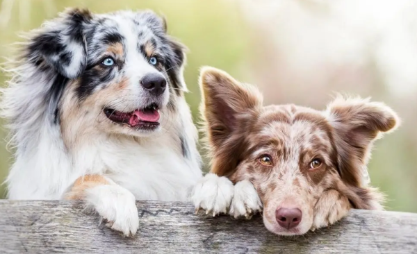 3 common options for dogs