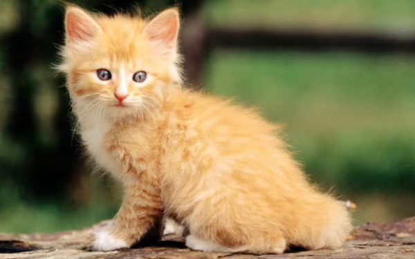 People who keep cats are prone to 15 diseases (for reference only)
