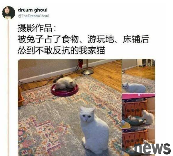 Netizens show that their cowardly cats are bullied by rabbits and dare not resist. Cat: Mom, you don’t care.