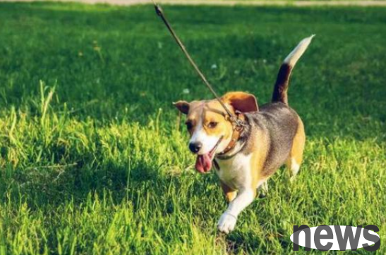 What happens when a dog suddenly vomits yellow-green liquid? Don t panic, I ll answer it for you!