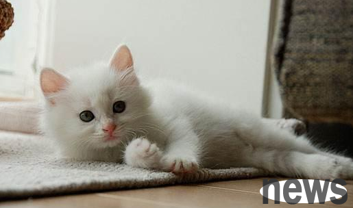 The cat that no one bought for more than four months actually used such tricks to make people laugh and attract customers!