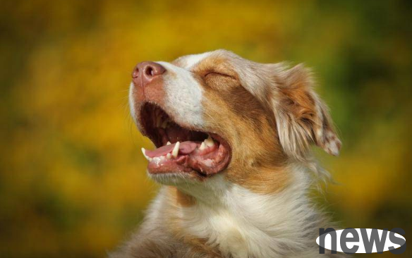 Don’t be afraid of ten thousand, but be afraid of what happens if your dog suddenly vomits blood? Bookmark this article quickly!